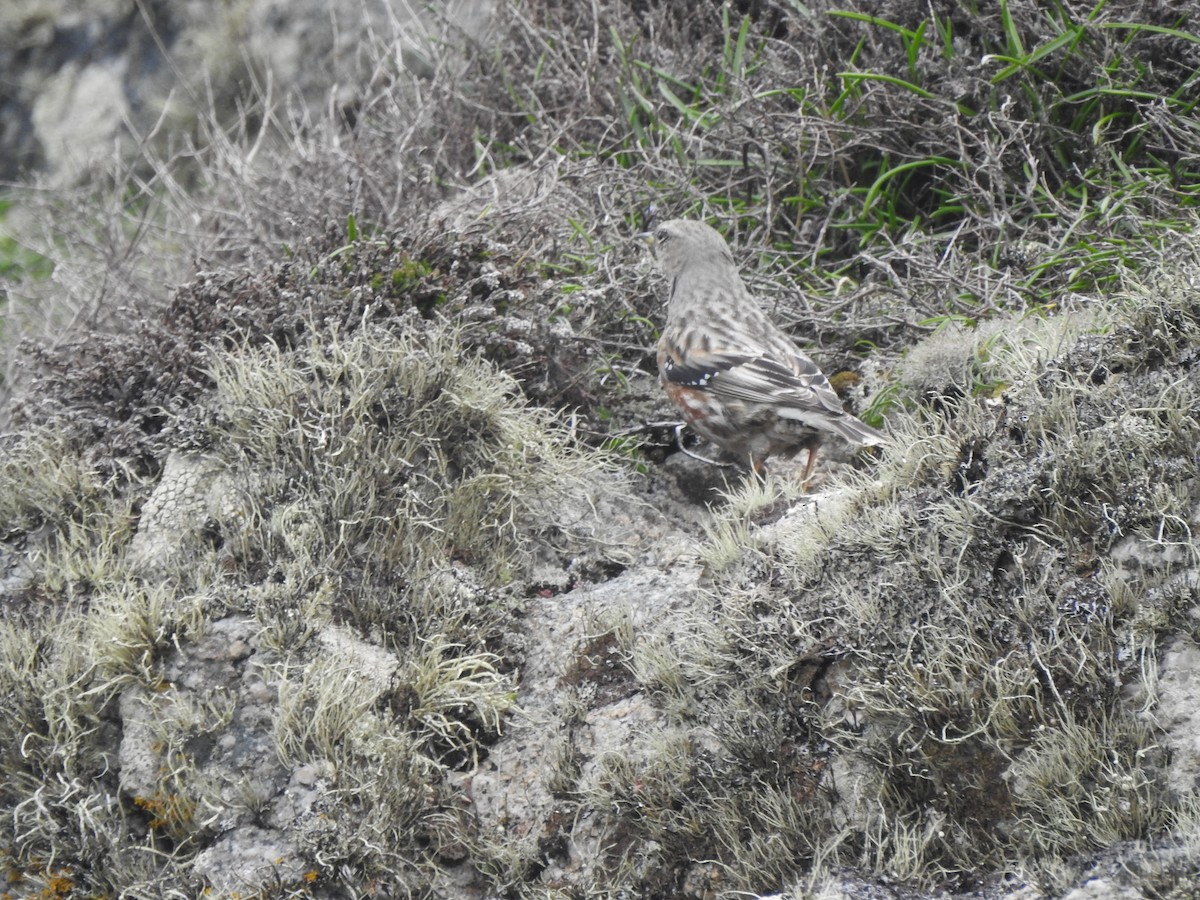 Alpine Accentor - ML633554063