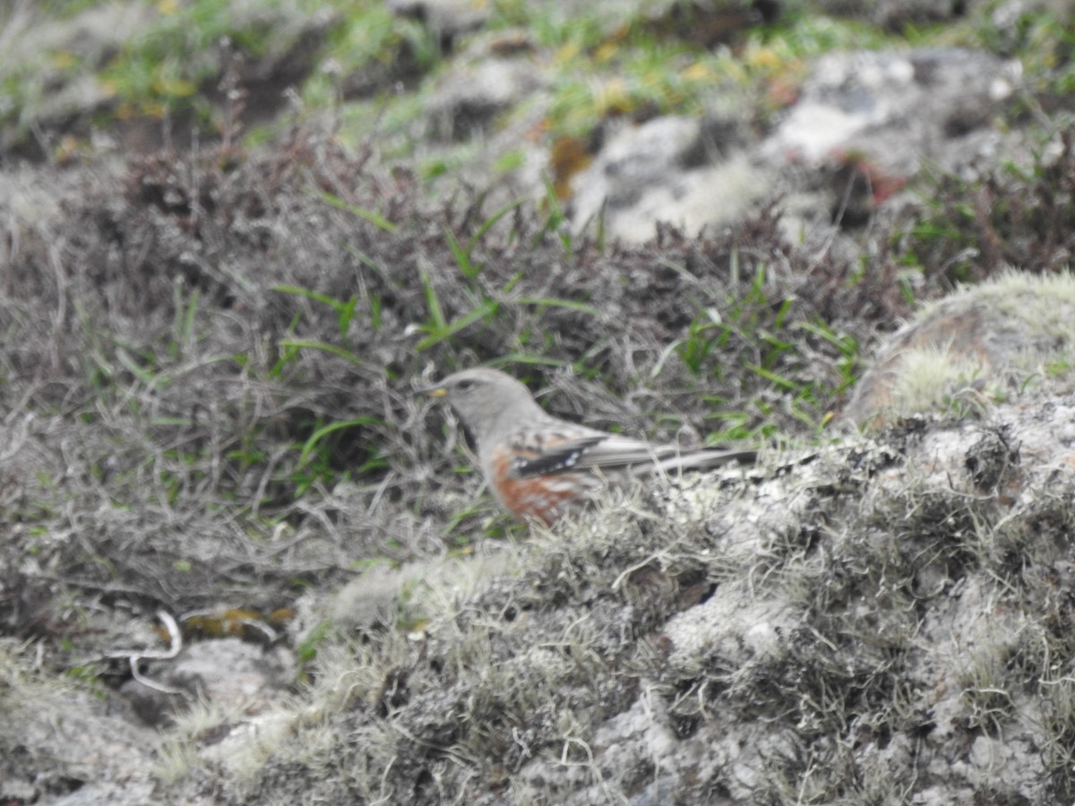 Alpine Accentor - ML633554067