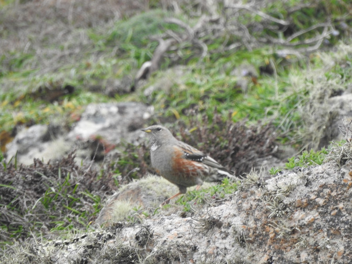 Alpine Accentor - ML633554077