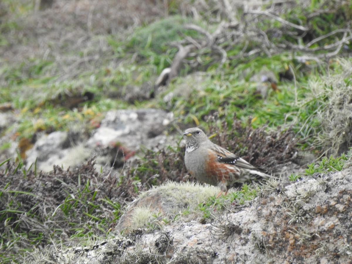Alpine Accentor - ML633554078