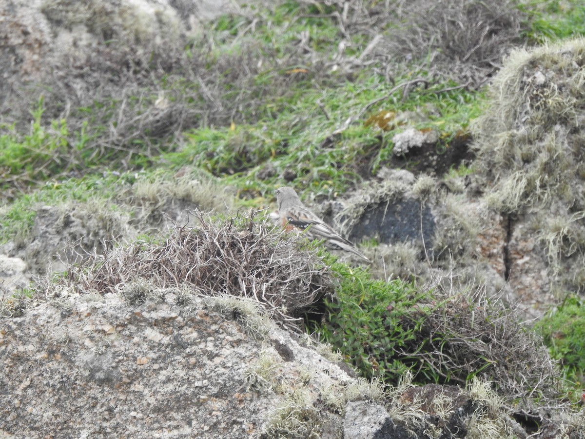 Alpine Accentor - ML633554086