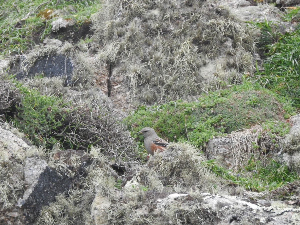 Alpine Accentor - ML633554098