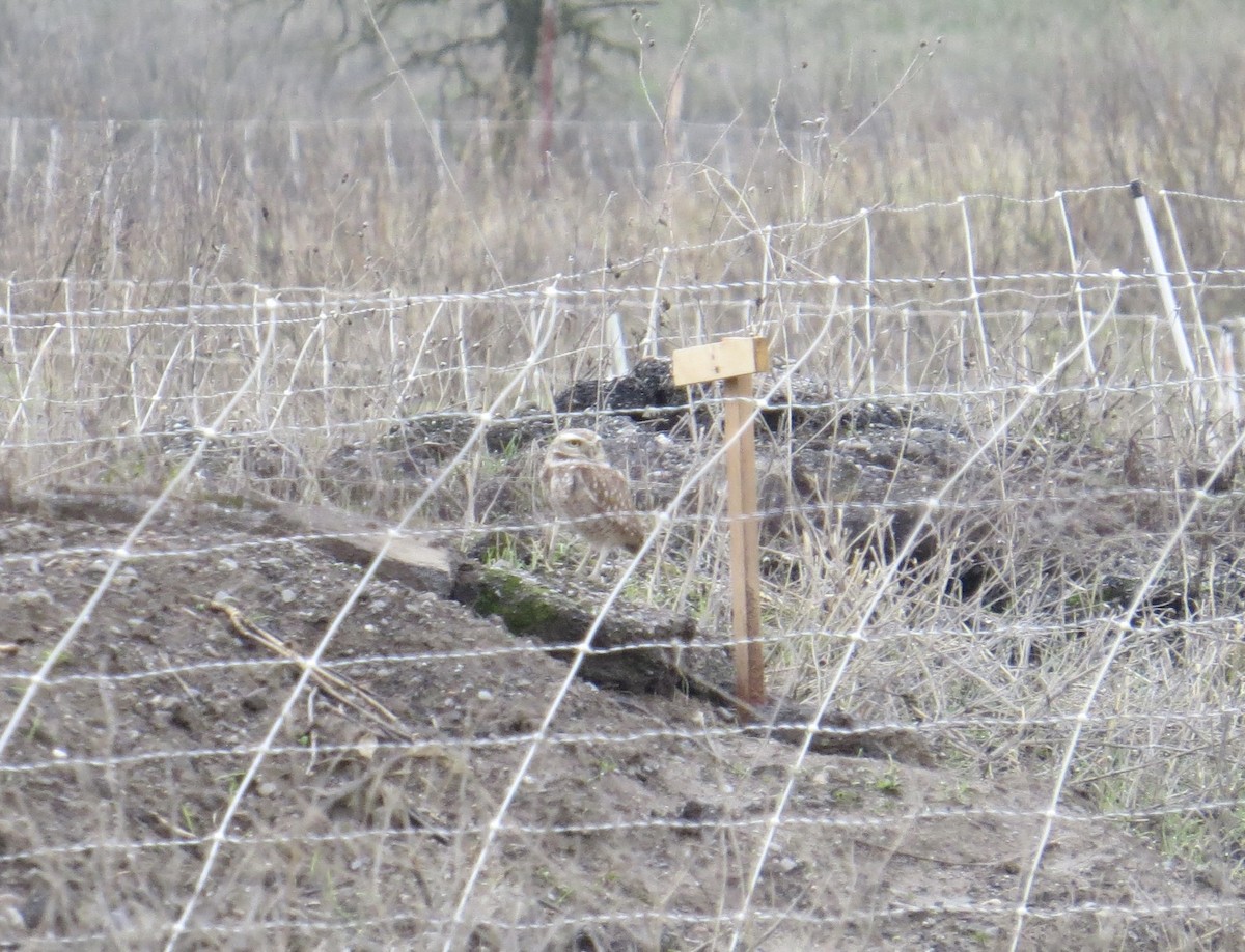 Burrowing Owl - ML633554099