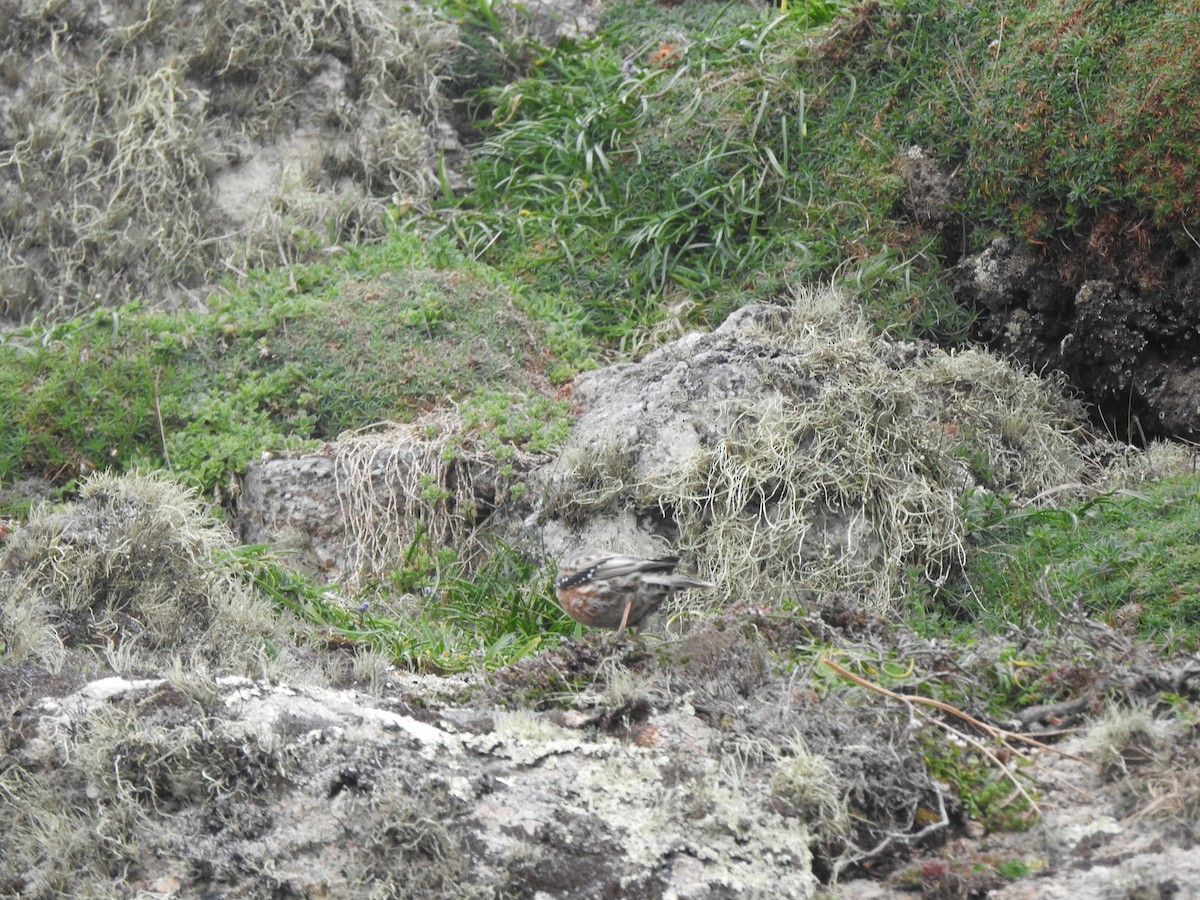 Alpine Accentor - ML633554103
