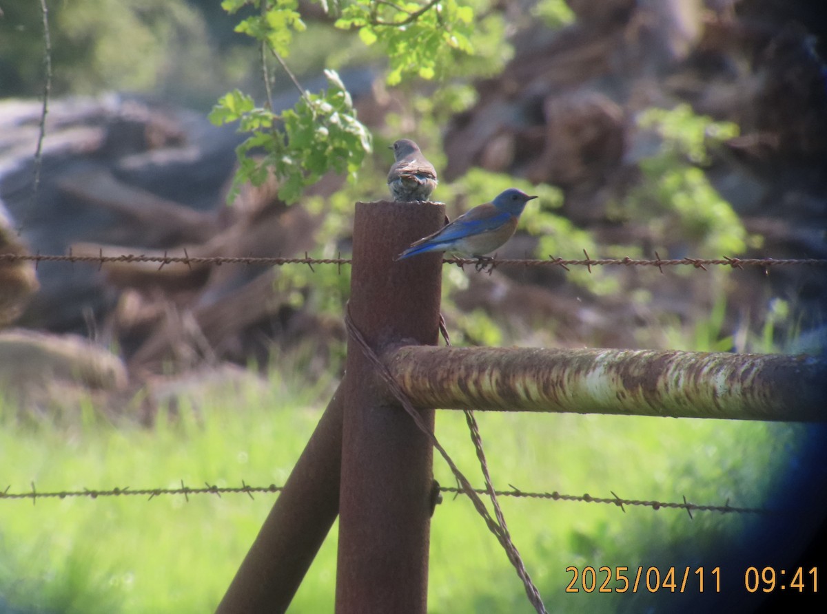 Western Bluebird - ML633554507