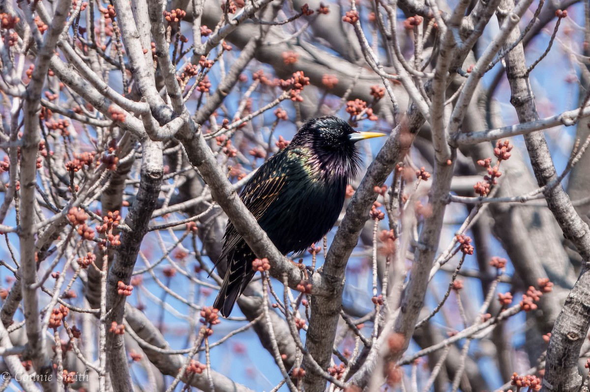 歐洲椋鳥 - ML633554509