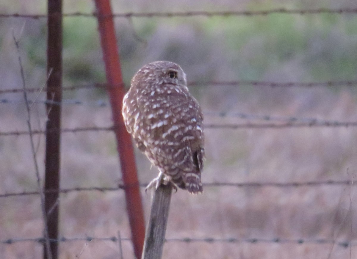 Burrowing Owl - ML633554713