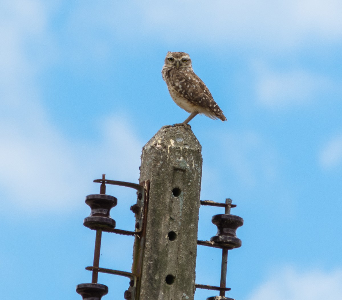 Burrowing Owl (grallaria) - ML633554777