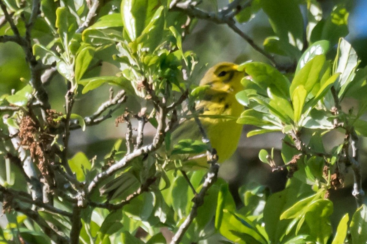 Prairie Warbler - ML633554877