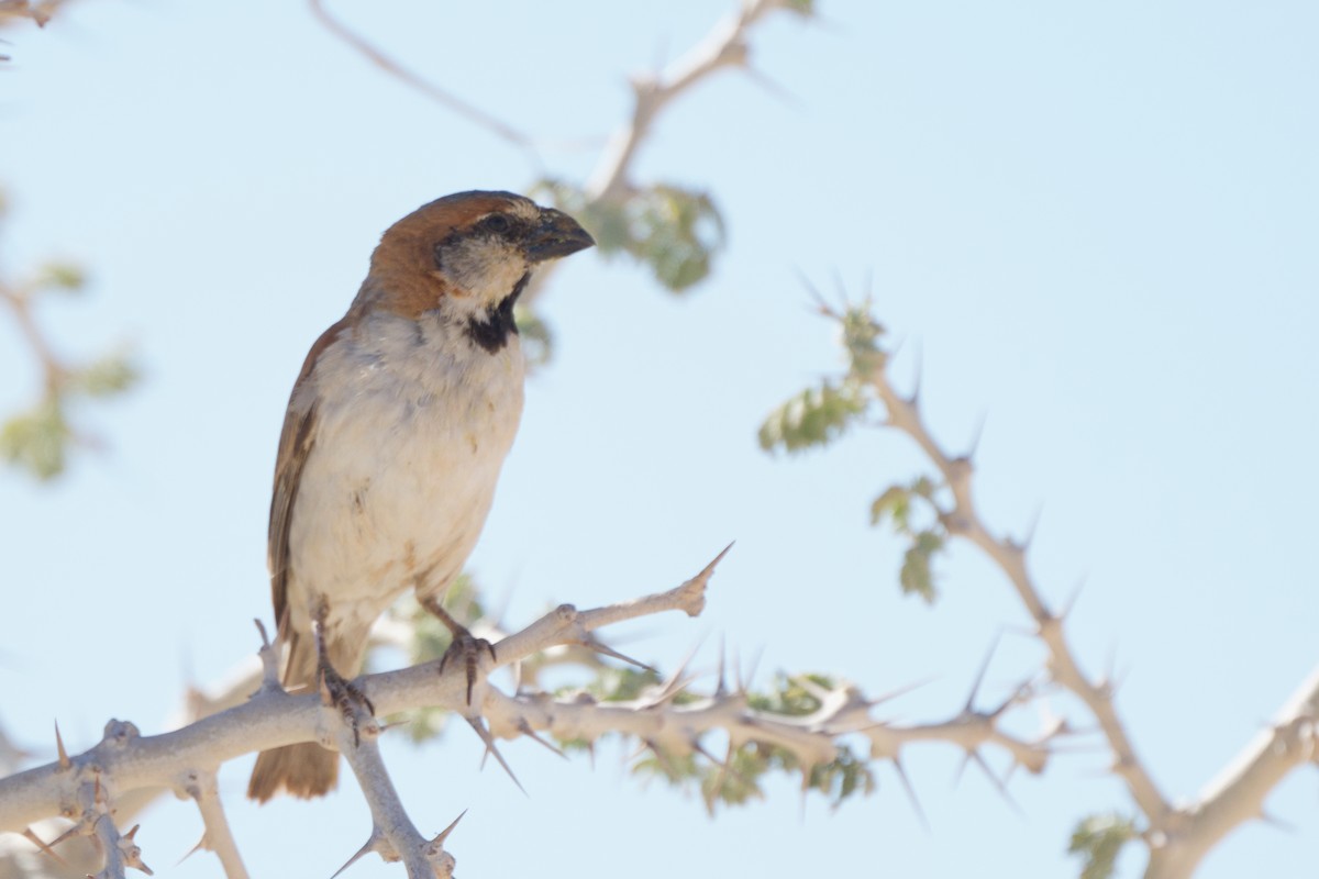 Great Rufous Sparrow - ML633554906