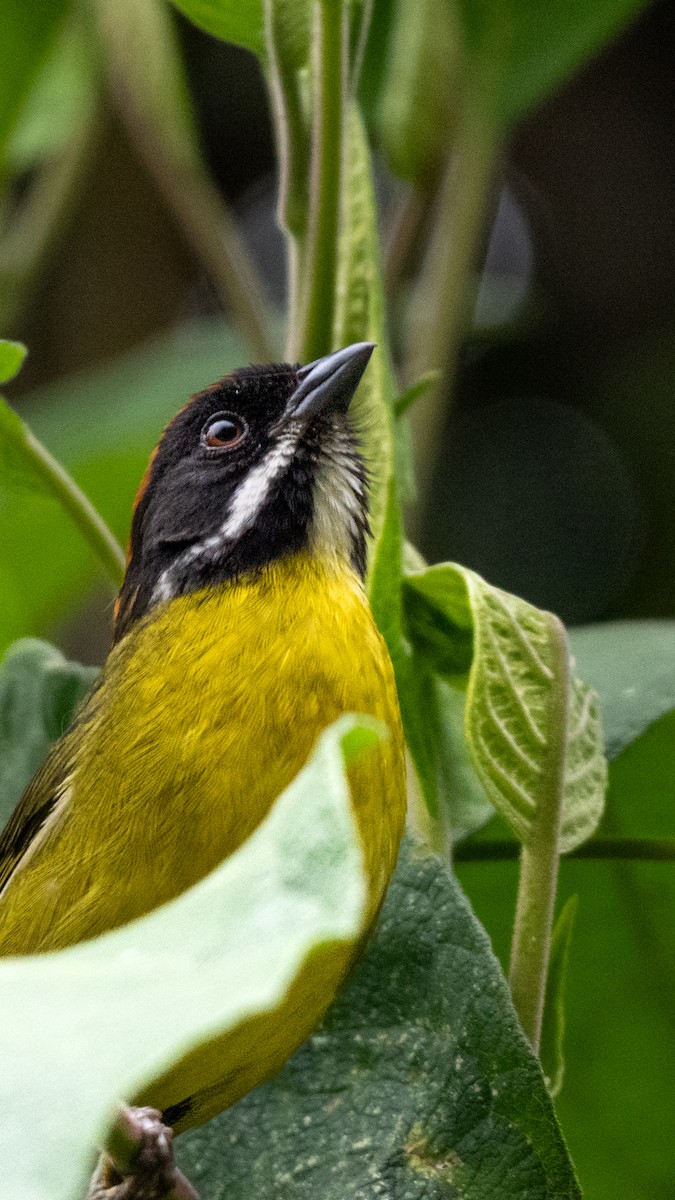 Moustached Brushfinch - ML633554933