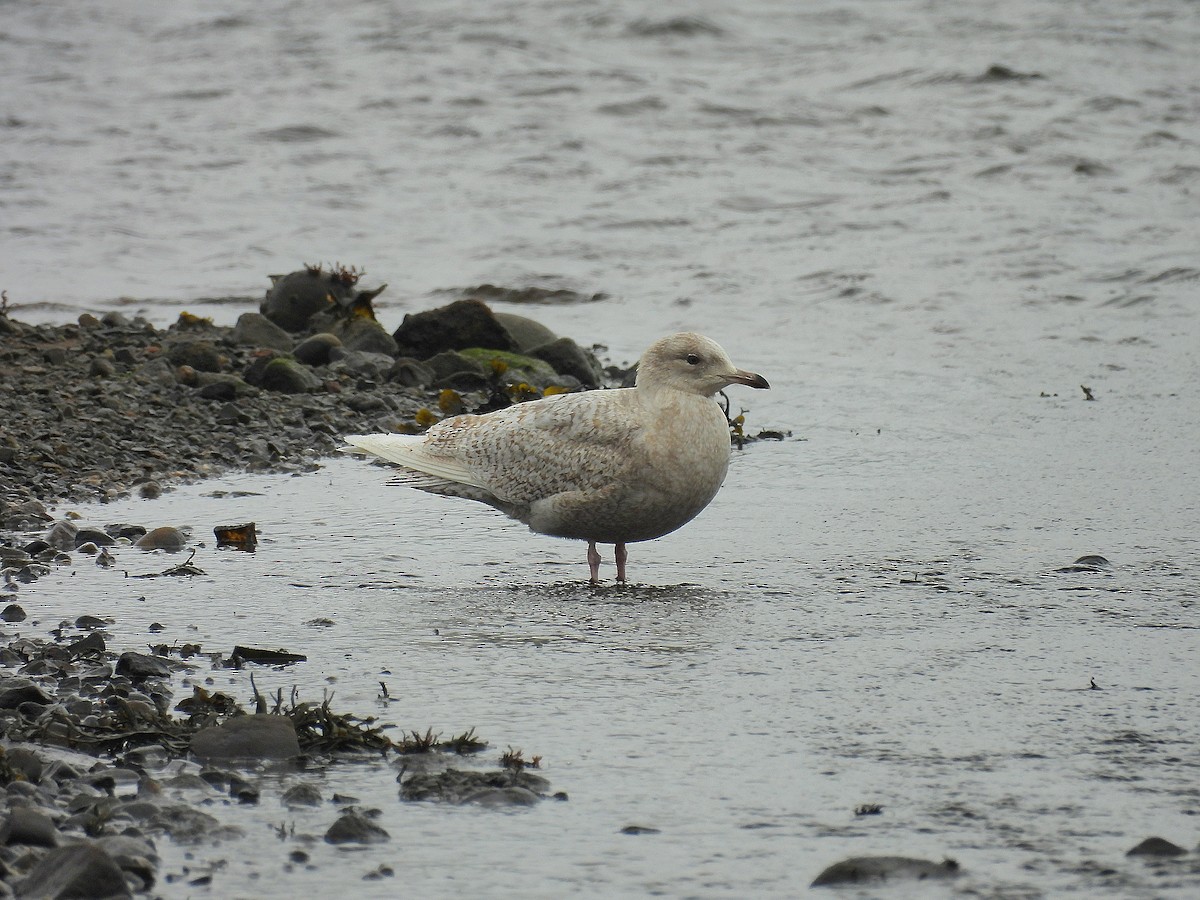 Iceland Gull - ML633555013