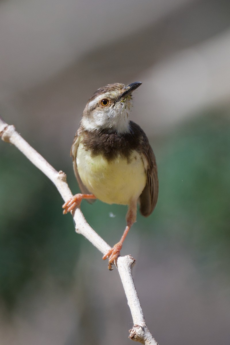 Black-chested Prinia - ML633555063