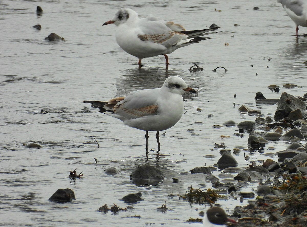 Mediterranean Gull - ML633555084