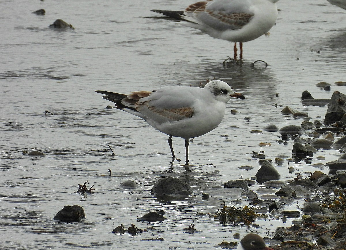 Mediterranean Gull - ML633555085