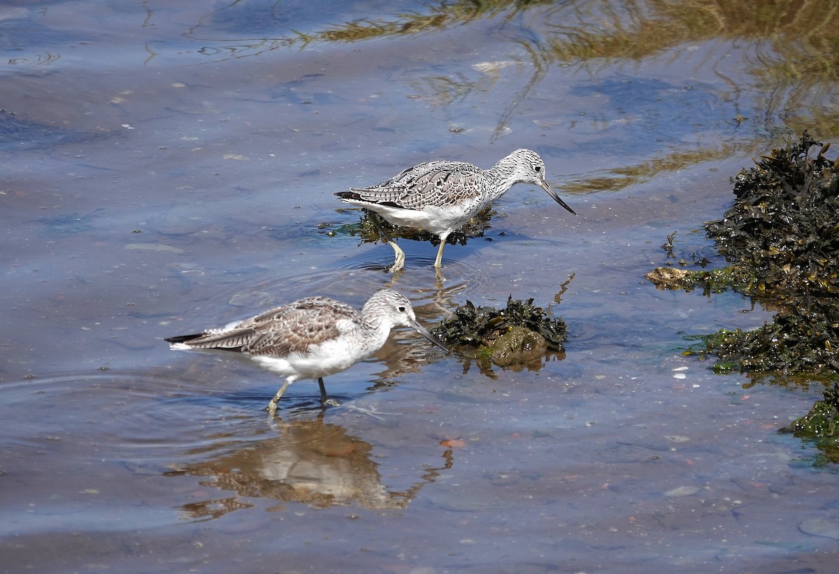 Common Greenshank - ML633555190
