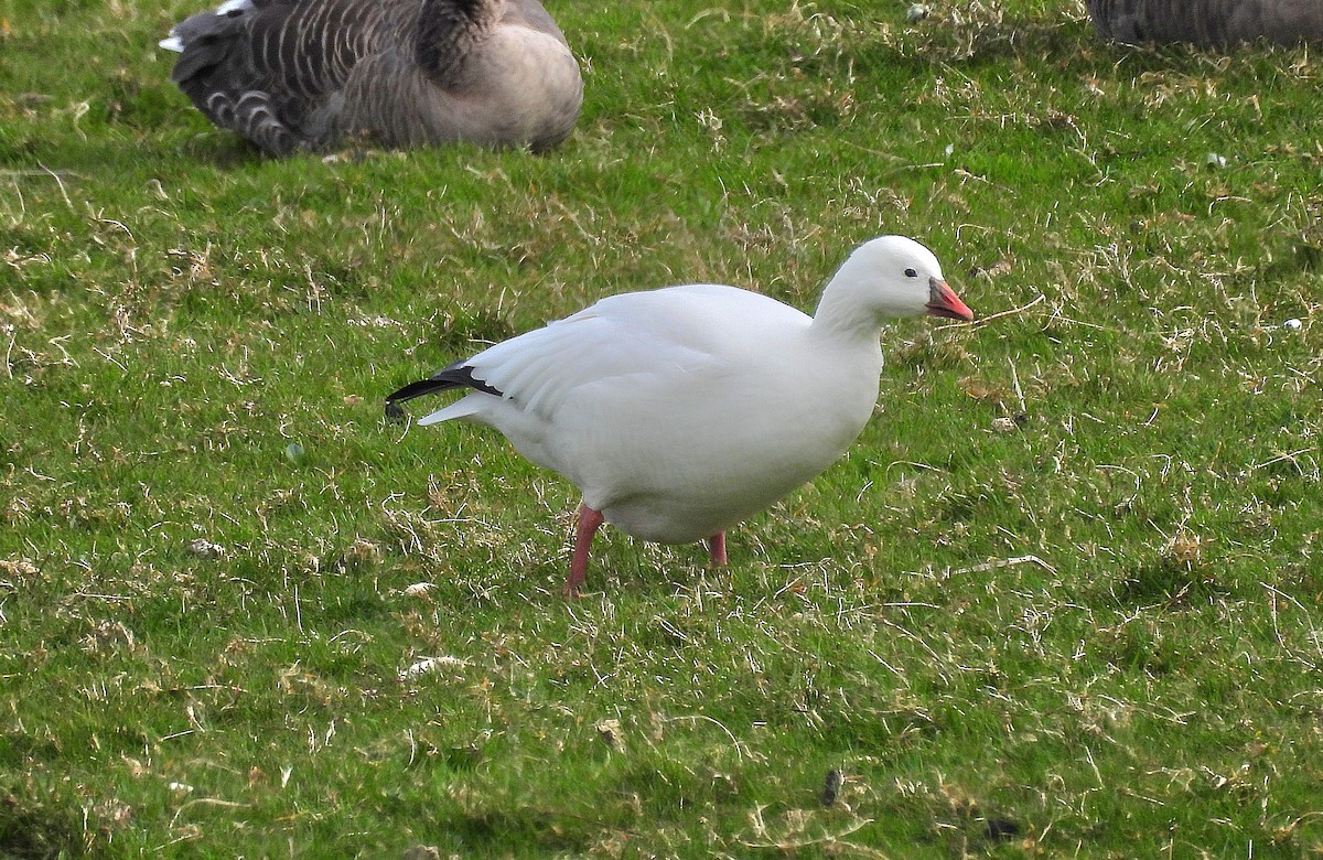 Ross's Goose - ML633555223
