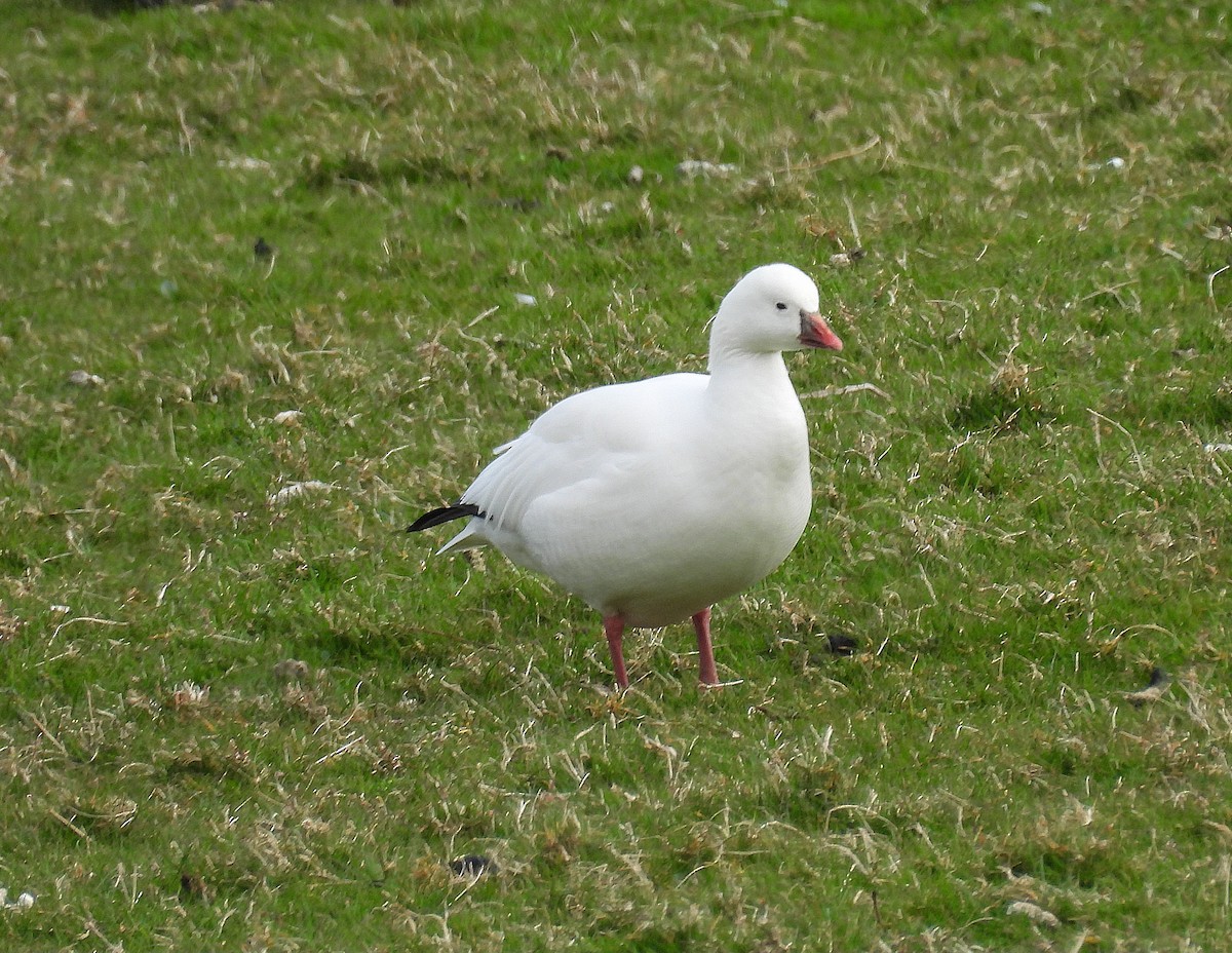 Ross's Goose - ML633555224