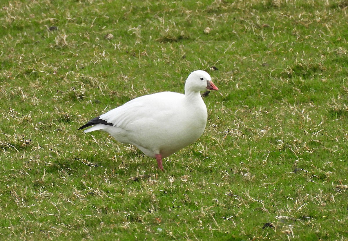 Ross's Goose - ML633555225