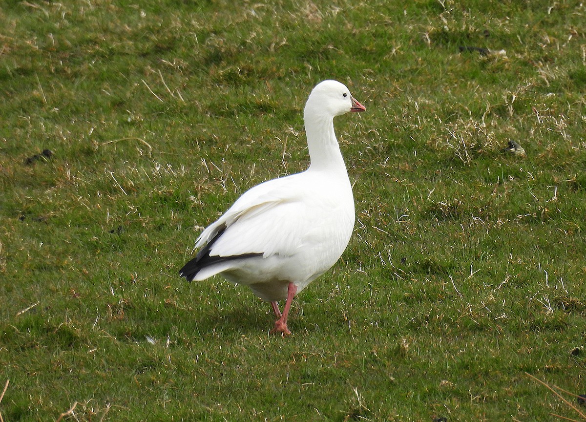 Ross's Goose - ML633555226