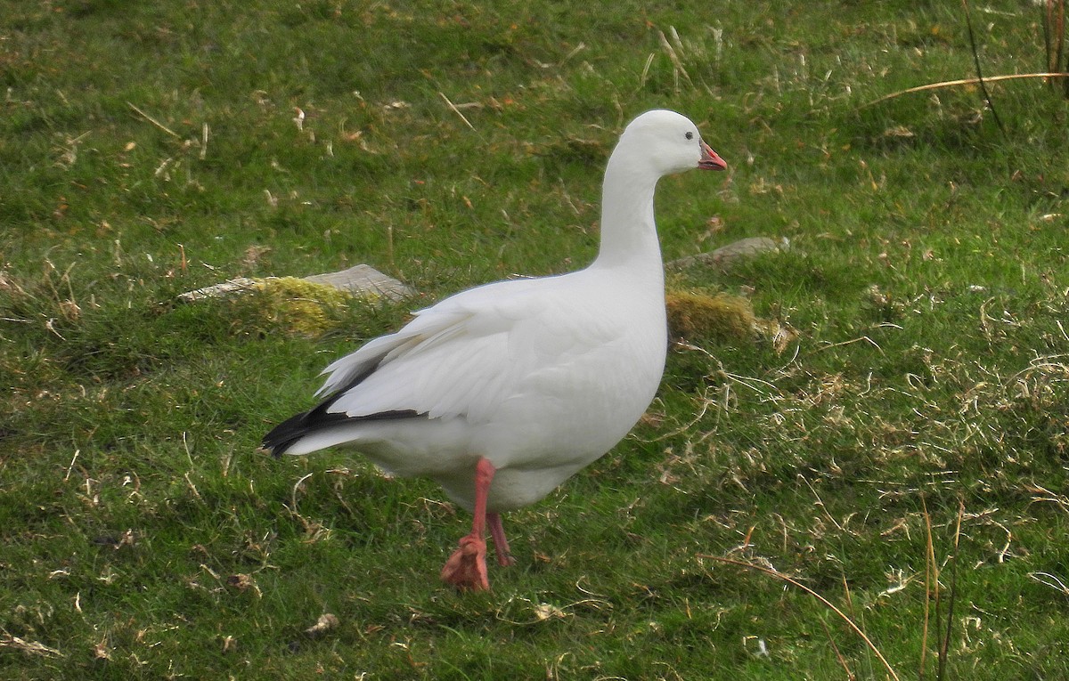 Ross's Goose - ML633555227