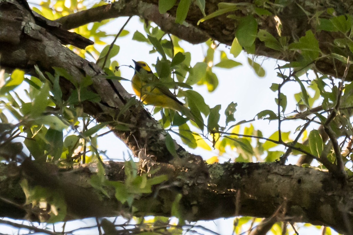 Hooded Warbler - ML633555237