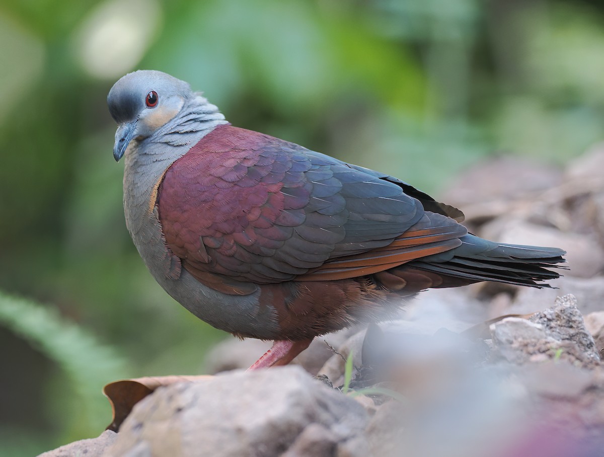 Crested Quail-Dove - ML633555430