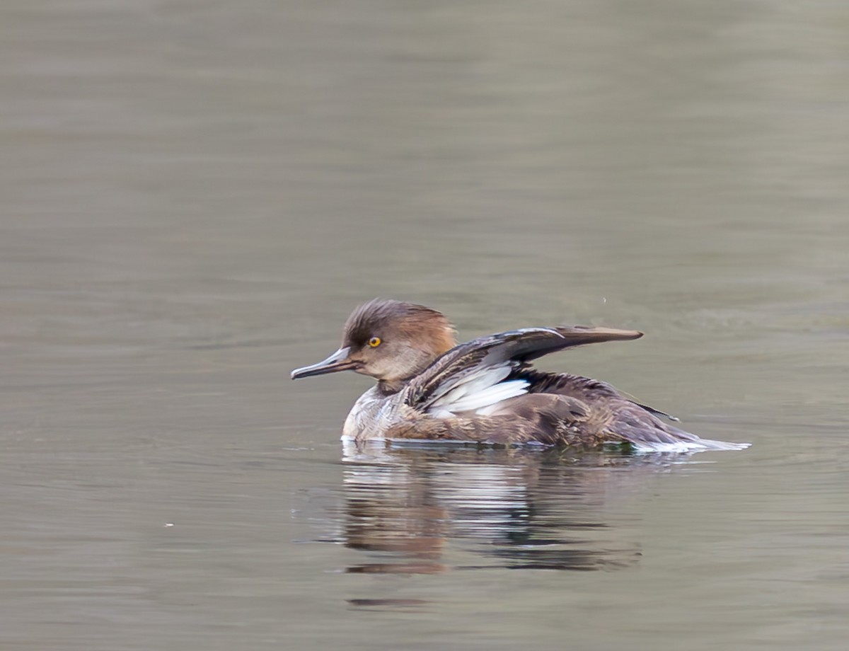 Hooded Merganser - ML633555512