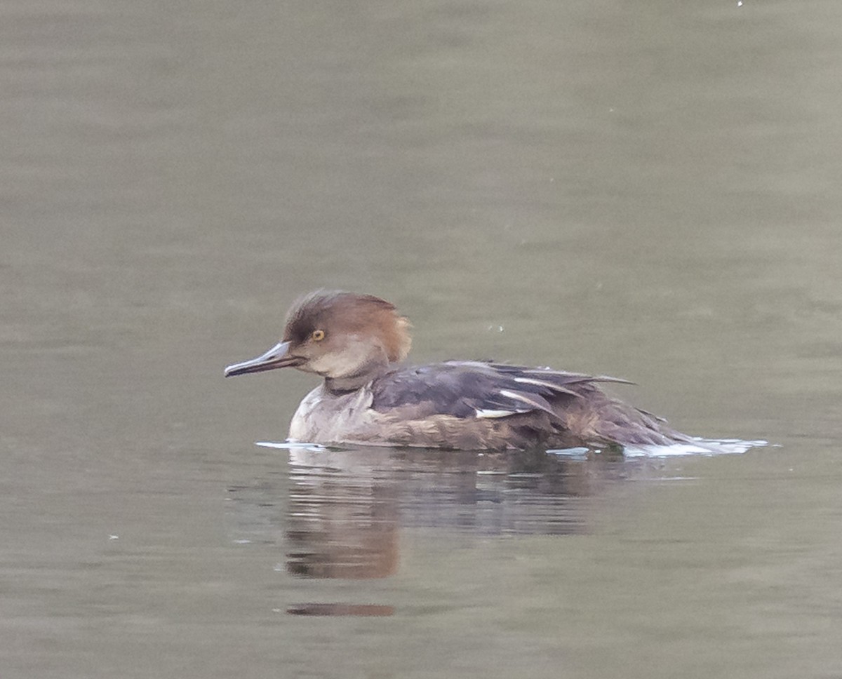 Hooded Merganser - ML633555513