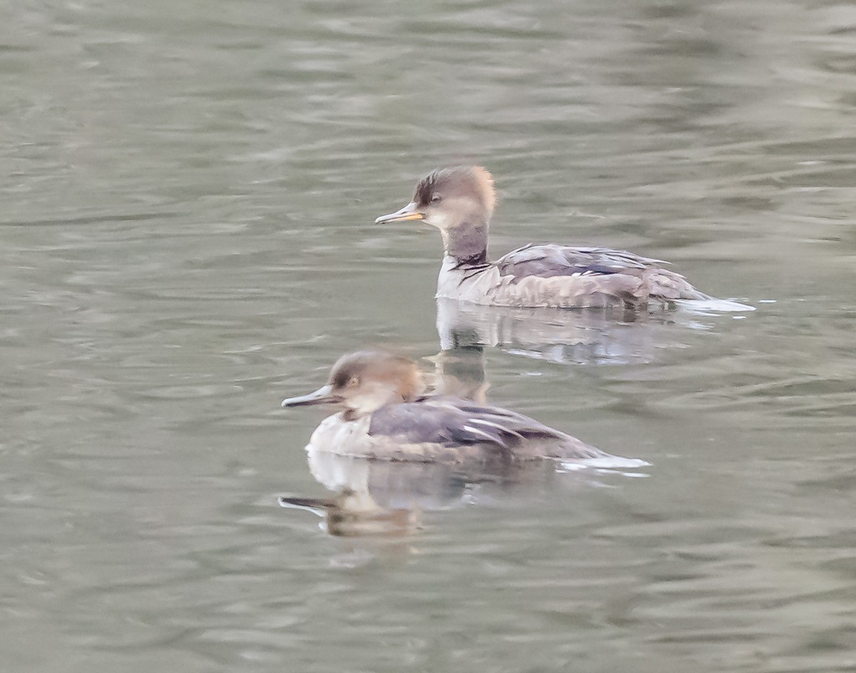 Hooded Merganser - ML633555514