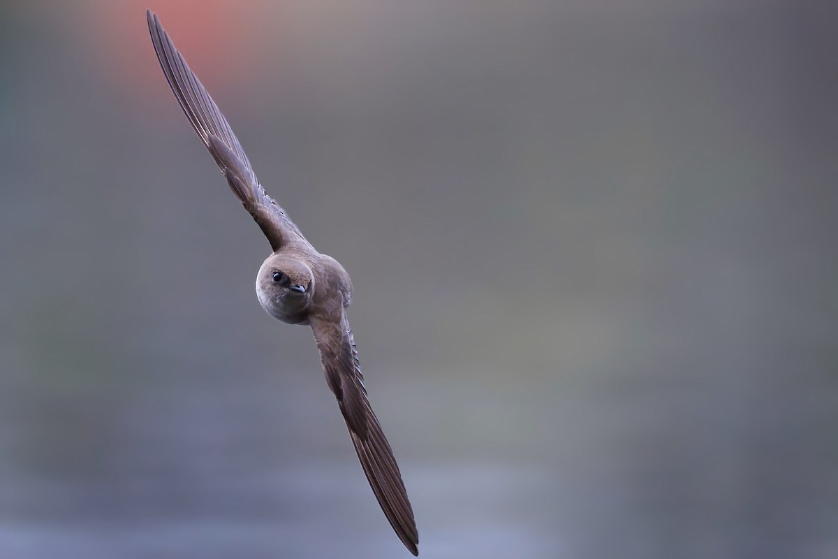 Northern Rough-winged Swallow - ML633555537