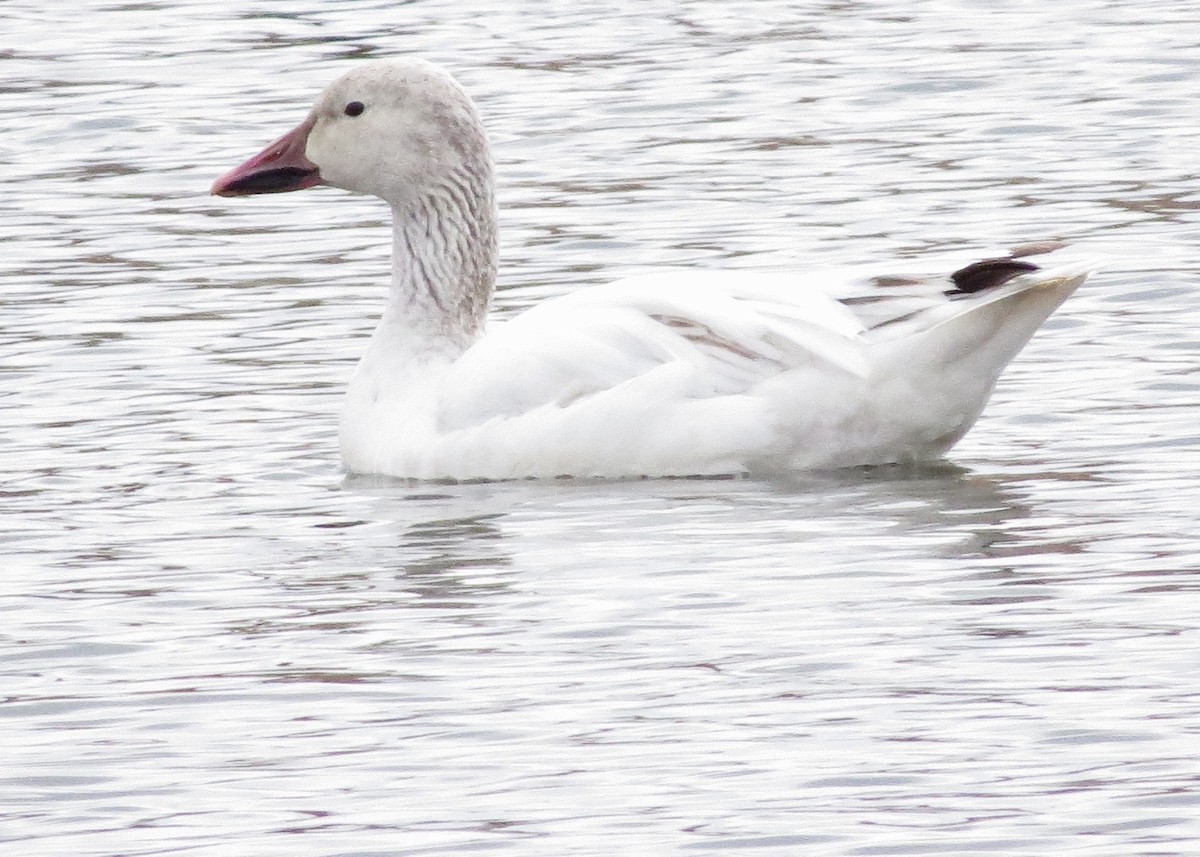 Snow Goose - ML633555549