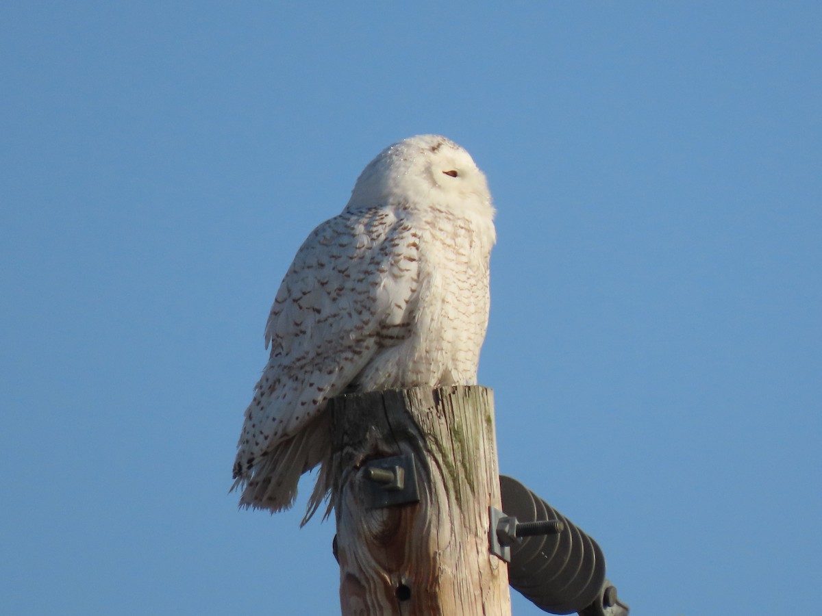 Snowy Owl - ML633555630