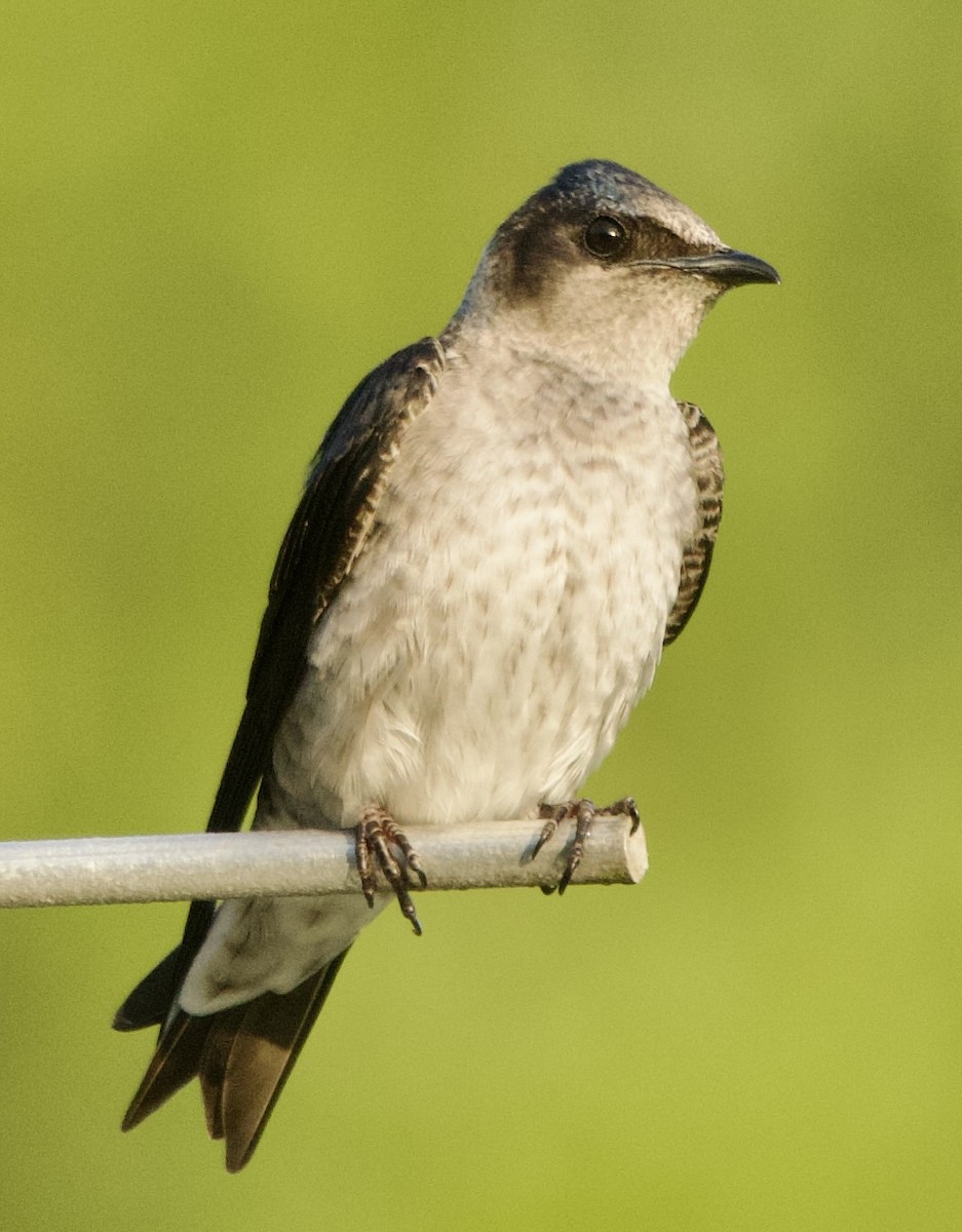 Purple Martin - ML633555666