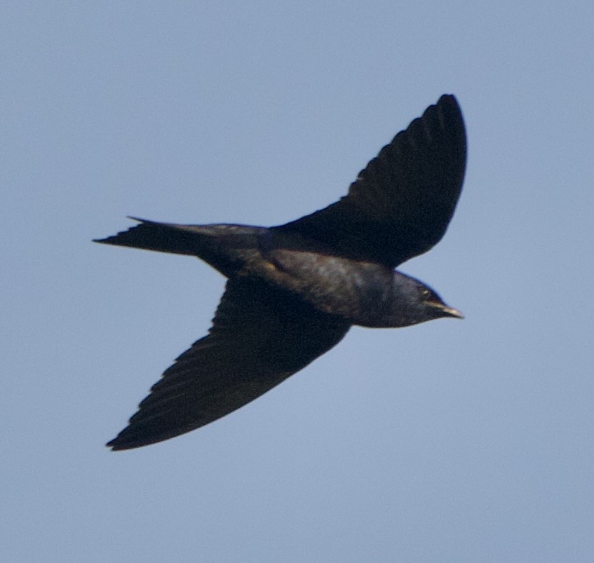 Purple Martin - ML633555667