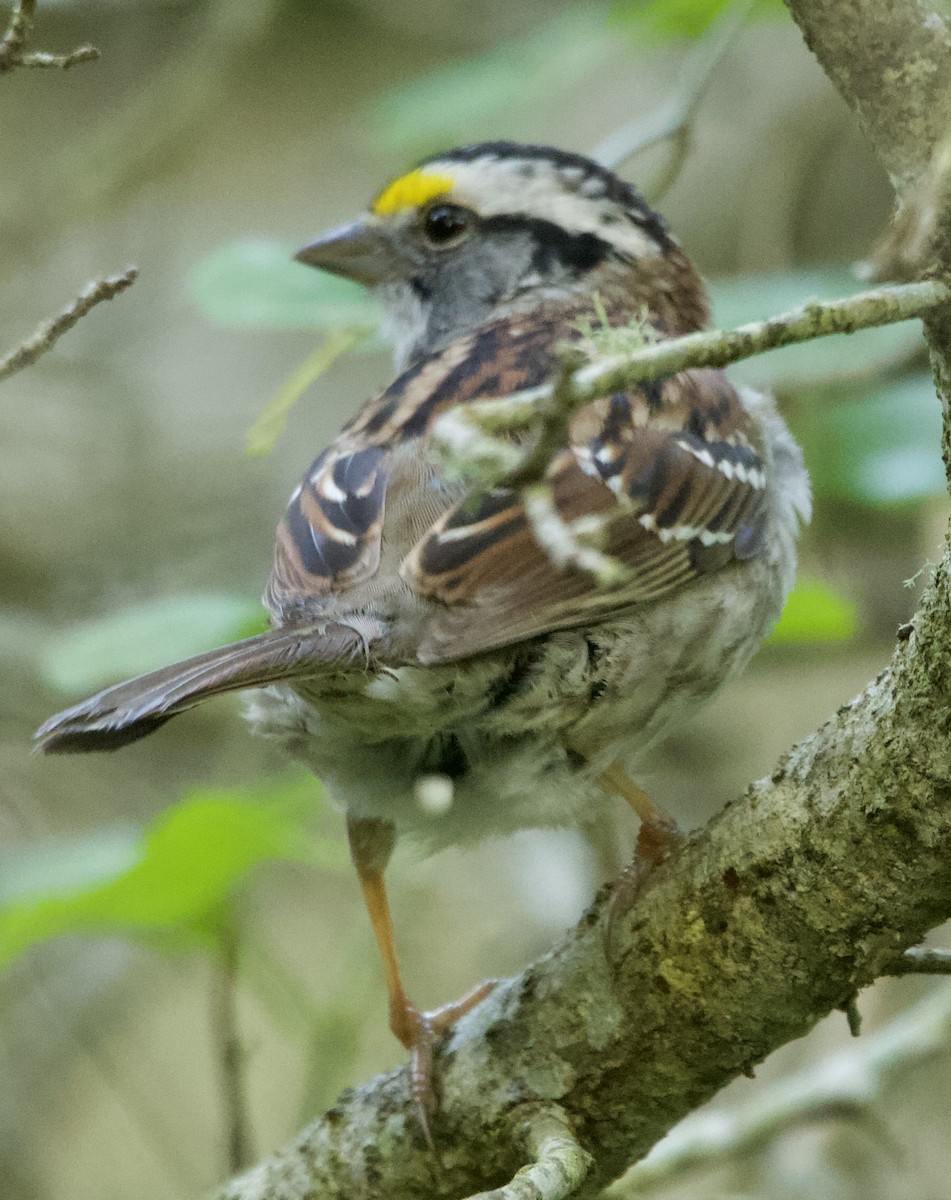 White-throated Sparrow - ML633555681