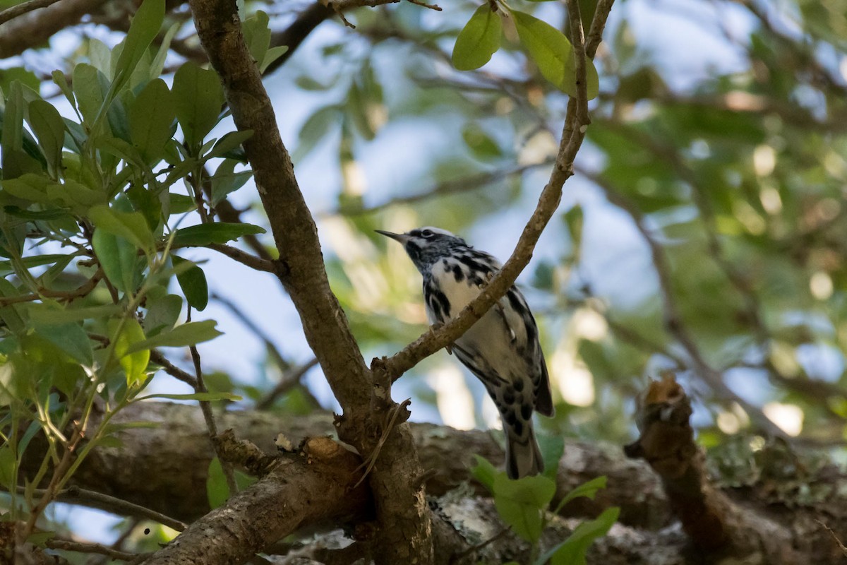 Black-and-white Warbler - ML633555689