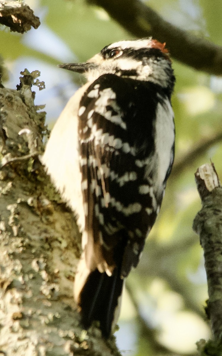 Downy Woodpecker - ML633555690