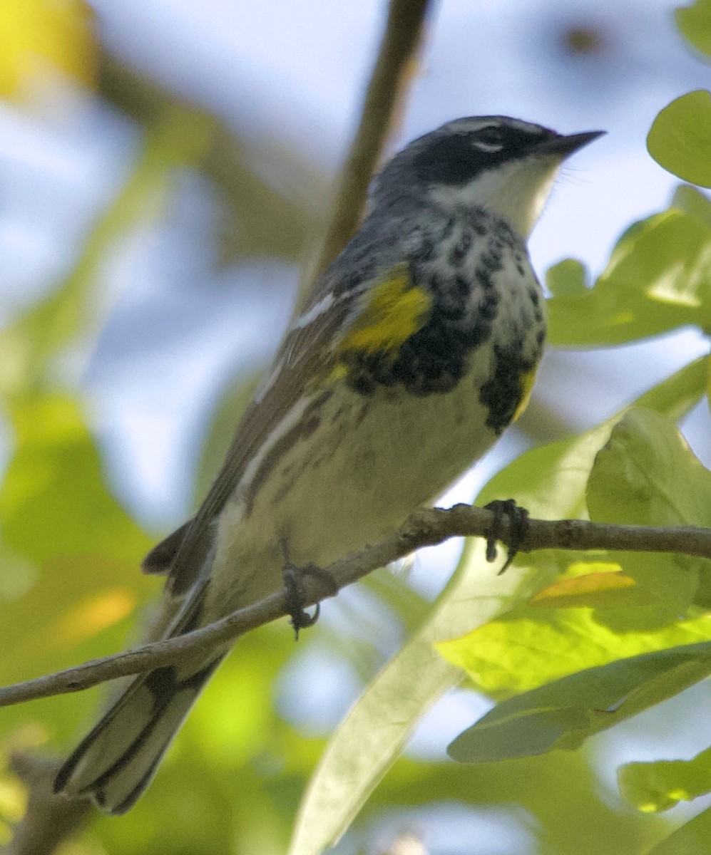 Black-throated Green Warbler - ML633555722