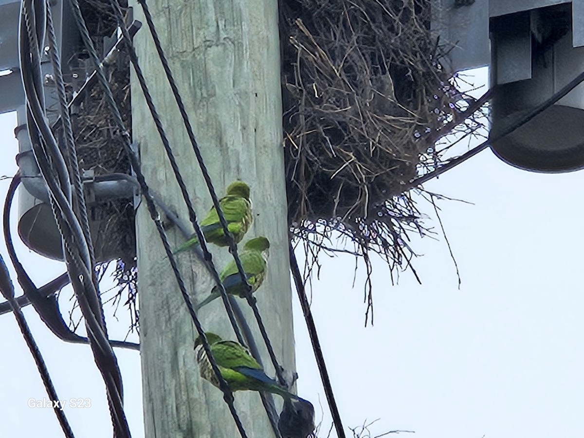 eBird Checklist - 11 Apr 2025 - 39th Avenue & 212th Street, Bayside - 1 ...