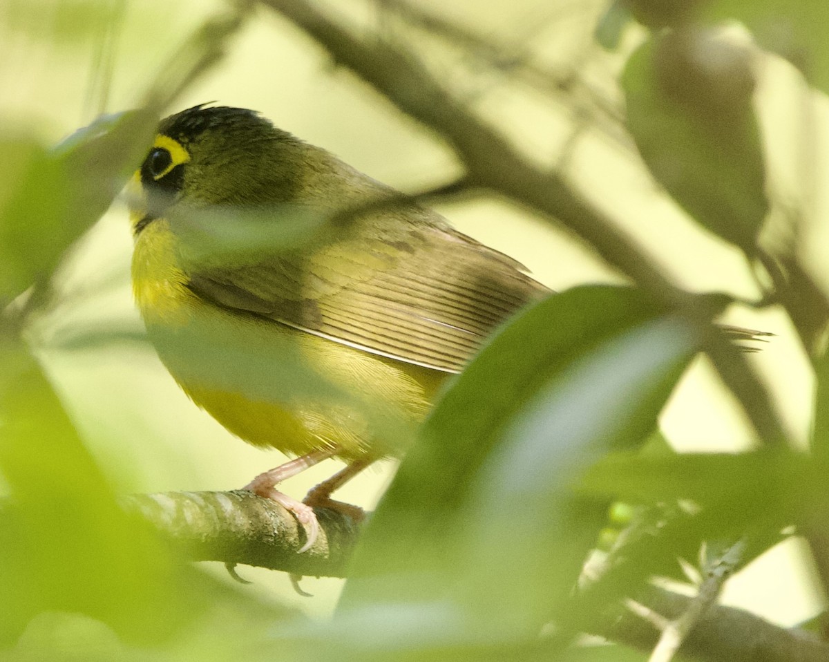 Kentucky Warbler - ML633555730