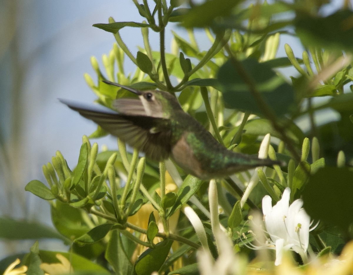 Ruby-throated Hummingbird - ML633555754