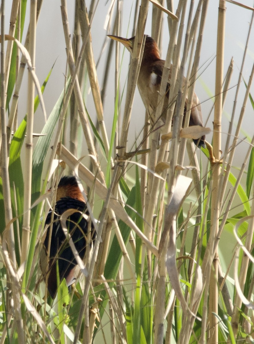 Least Bittern - ML633555849