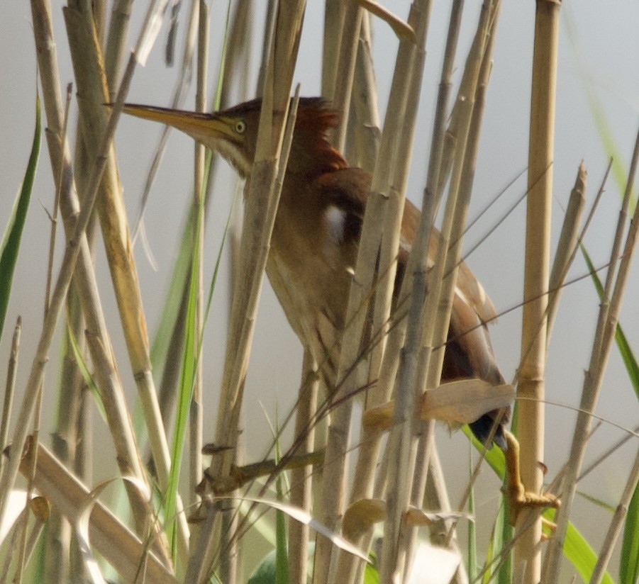 Least Bittern - ML633555854