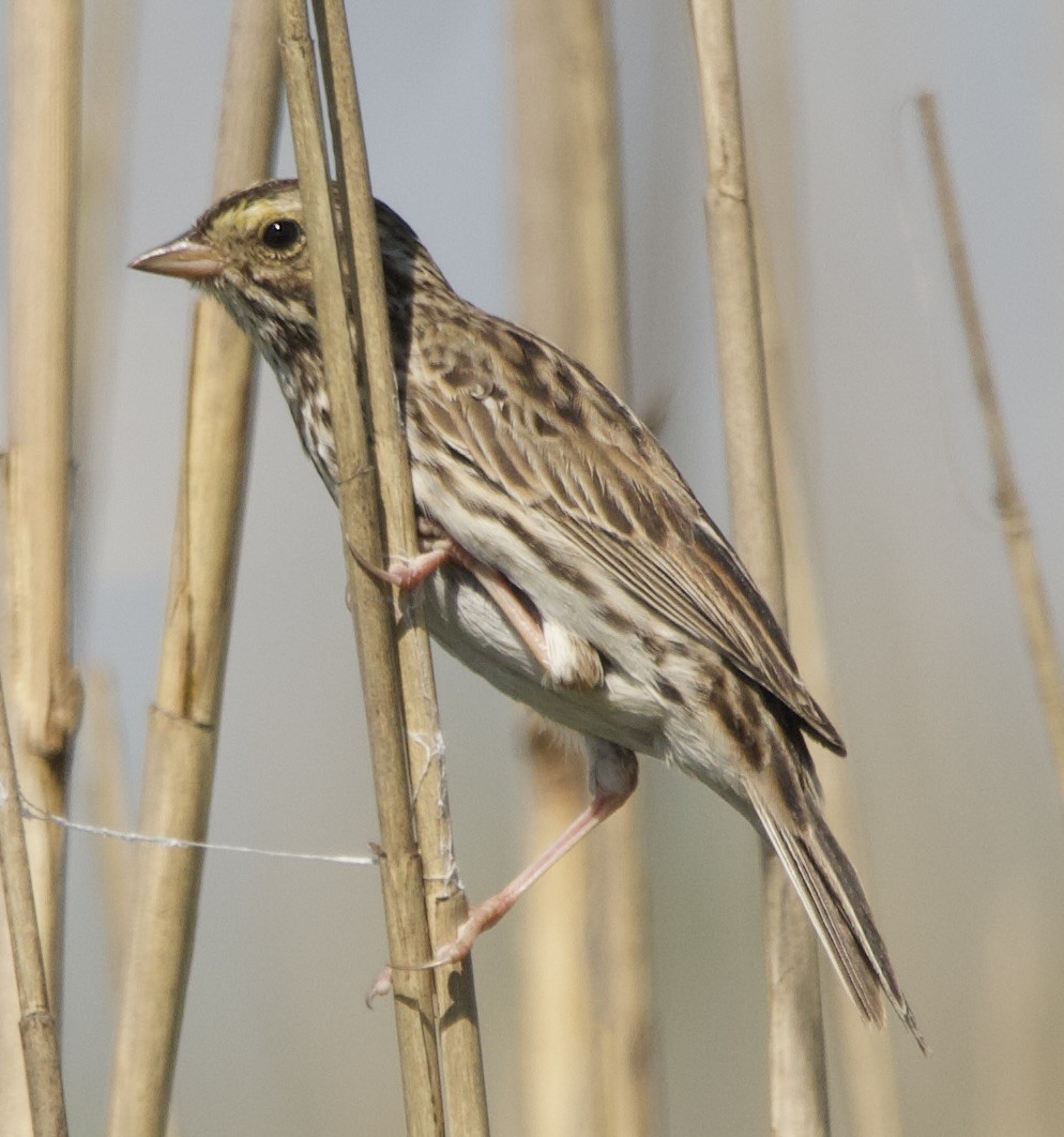 稀樹草鵐 - ML633555869