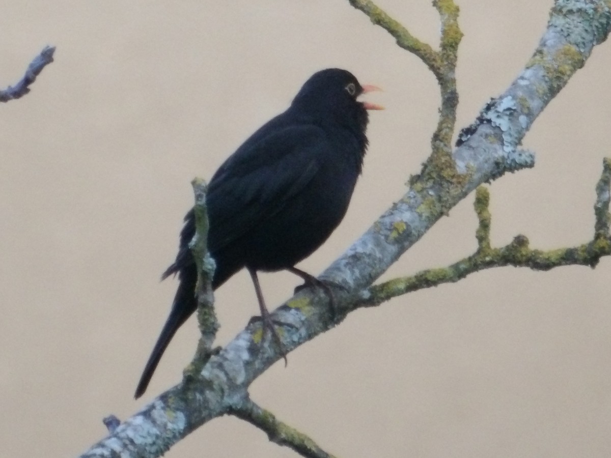 Eurasian Blackbird - ML633555885