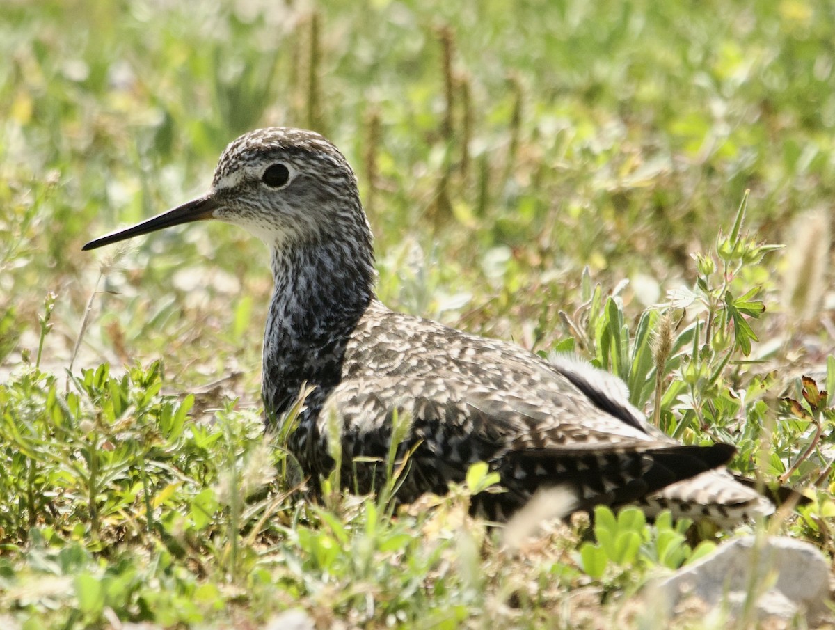 Greater Yellowlegs - ML633555889