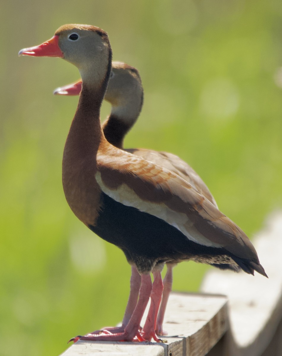 Black-bellied Whistling-Duck - ML633555893