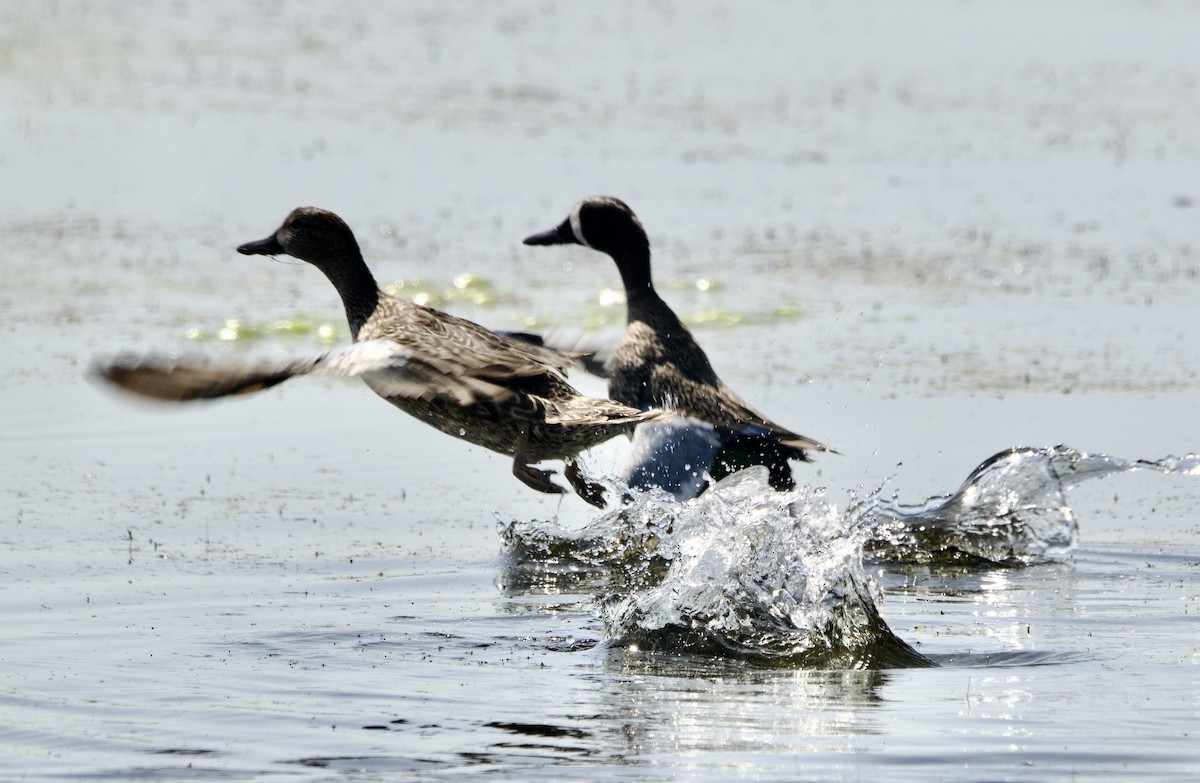 Blue-winged Teal - ML633555901