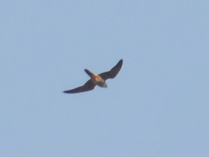 Eurasian Hobby - ML633555933
